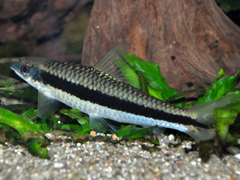 Siamese Algae Eater